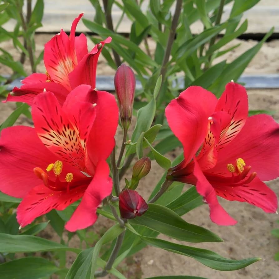 4258 外国切手 シリア 花 シリーズ 1988年 5連刷 4258 外国切手 シリア 花 シリーズ 1988年 5連刷 IT・通信・科学